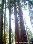 Giant sequoia about one hour east of Reedley California