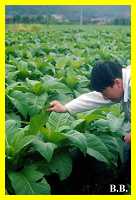 Babushka inspecting tobacco plant.  No wonder profits are going up in smoke