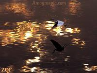 Egrets in flight